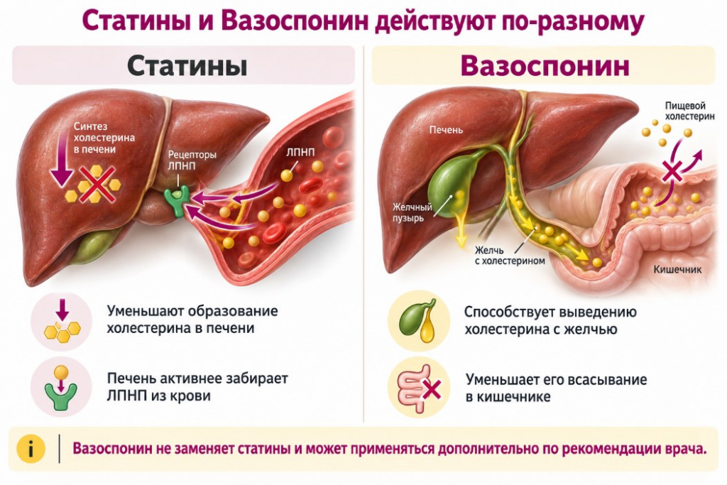 статины-и-холестерин-действуют-по-разному.jpg