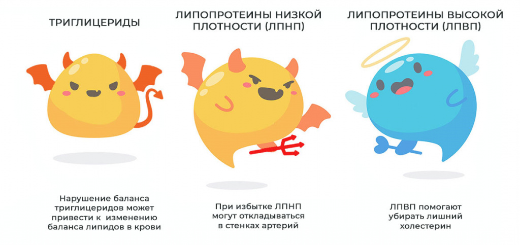 фракции-холестерина-в-крови