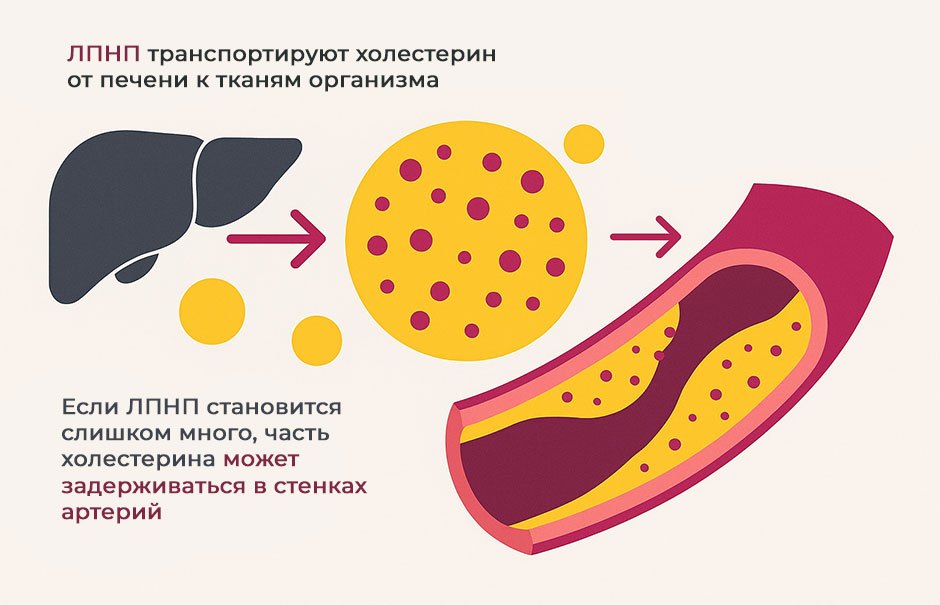 как-работает-лпнп