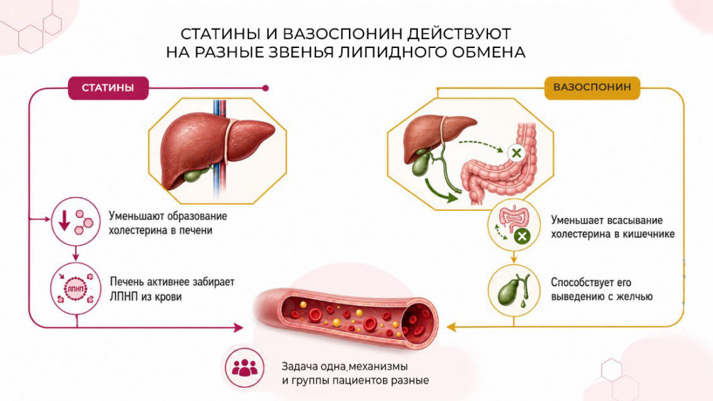 сравнение-действия-статинов-и-вазоспонина